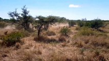 Fighting Zebra Biting Off The Head Of A Mad Lion To Escape Death - The Harsh Life Of A Zebra