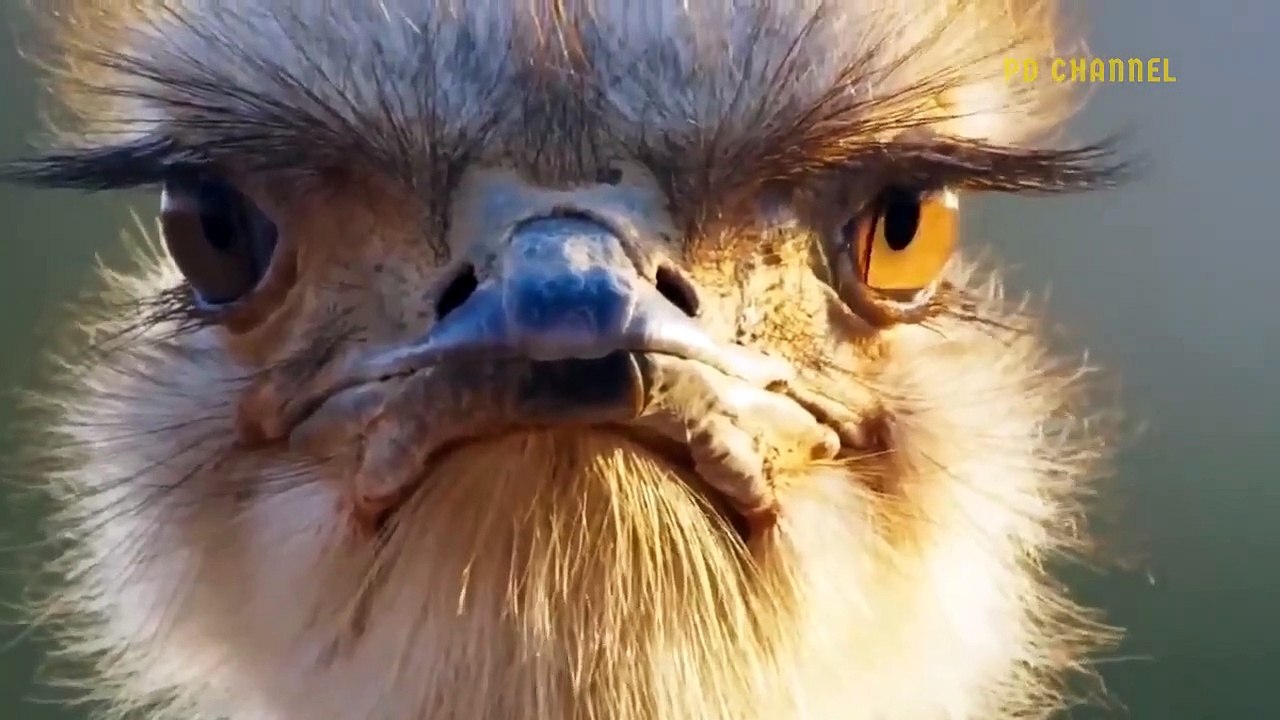 Great! Cheetah Tries To Steal Eggs As Mother Ostrich Chases Hyena To Protect Her Eggs- Lion Vs Hyena