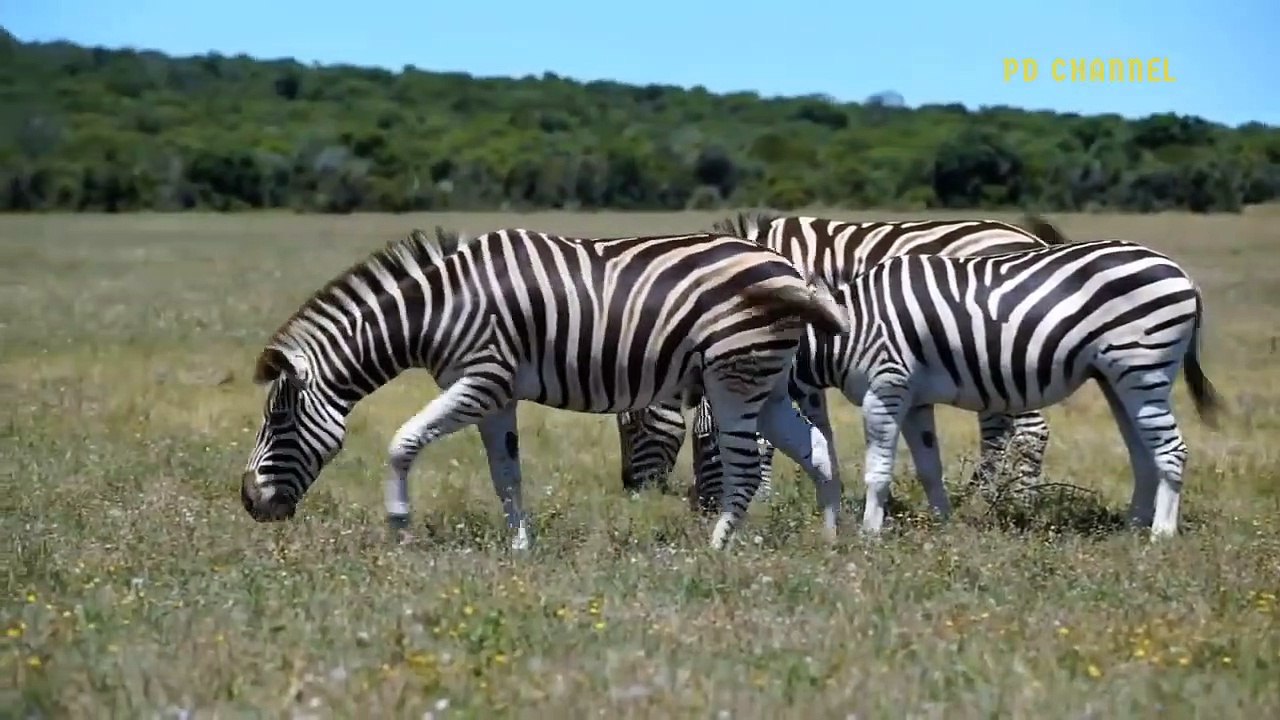 Great Counterattack! Super Zebra With Teammates Fight Defeat Hungry Lion To Escape ►wildlife
