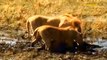 Great! Mother Buffalo Defeats Lion With Amazing Ease To Save Her Baby - Lion Vs Warthog