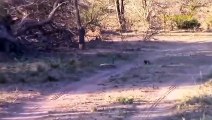 Win Or Die! Cobra Spits Venom Try To Kill Mongoose While Being Dissected - Leopard Vs Hyena