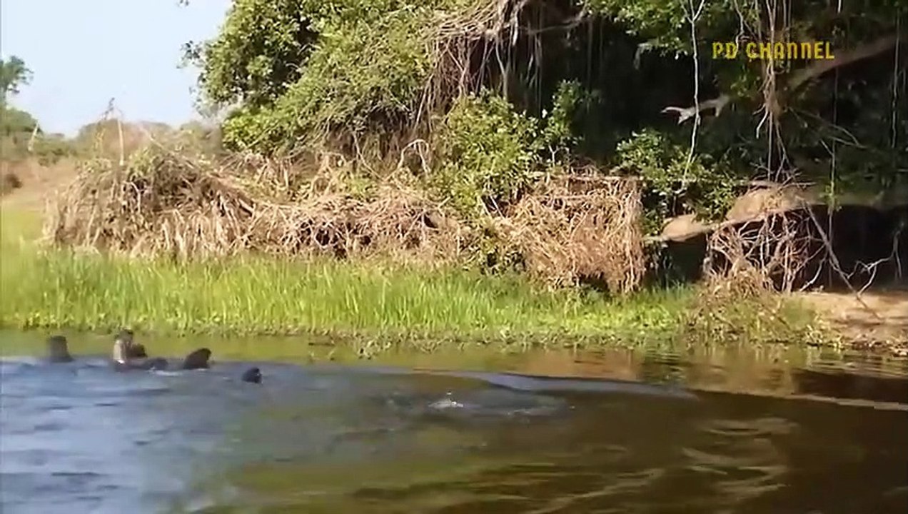 Giant Otter Bite Jaguar Head Seriously Injured For Daring To Attack Its Comrades - Animal World