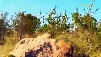 Warthog Lion Attack - Will The Lion Live In Warthog's Cave And The Bitter End