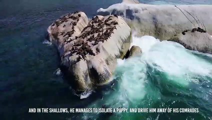 Sea Lion Rips a Penguin Apart