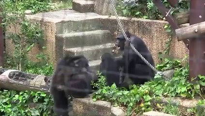Monkeys Exhibit The Worst Animal Behavior