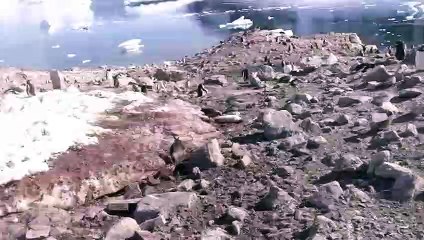 Petrel Tortures a Penguin Until it Dies