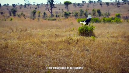 Leopard Snatches Birds in The Blink Of An Eye