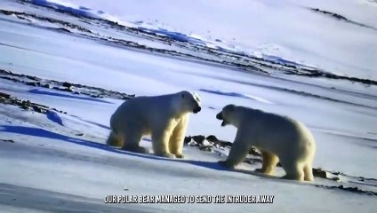 Polar Bear's Head Being Devoured by a Ravenous Polar Bear