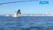 Humpback whales delight fishermen on Gold Coast
