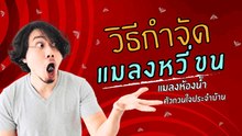 วิธีกำจัดแมลงหวี่ขน แมลงห้องน้ำ ตัวกวนใจประจำบ้าน