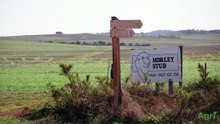 Mills/Horne family | Stock Journal