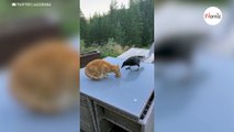 Crow tries to steal food, but this cat won’t give up that easily (video)