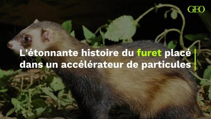 L'étonnante histoire du furet placé dans un accélérateur de particules