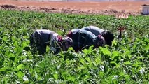 Les travailleurs agricoles saisonniers sont peu nombreux à Yozgat