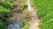 Egret in Fields | Egret in Flight | Birds | #Shorts