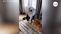 Bernese Mountain Dog thinks he's invisible you'll burst out laughing (video)-index