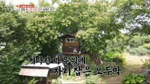 [HOT] A special structure that coexists with living hackberry trees, 생방송 오늘 저녁 230731