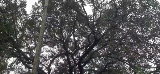 खतरा: अभयारण्य से बाहर आ रहे वन्यजीव, पैंथर की आशंका