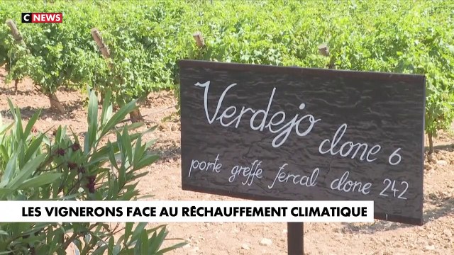 Face au réchauffement climatique, des vignerons de l'Aude changent de cépage pour sauver le vin en utilisant notamment des cépages portugais et espagnols - Regardez