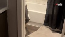 Watch: Dog's weird situation in the bathroom leaves people confused