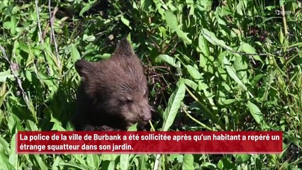 Un ours aperçu en train de faire trempette dans un jacuzzi