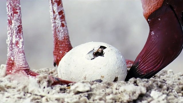 Les Ailes pourpres : Le Mystère des flamants Bande-annonce (RU)