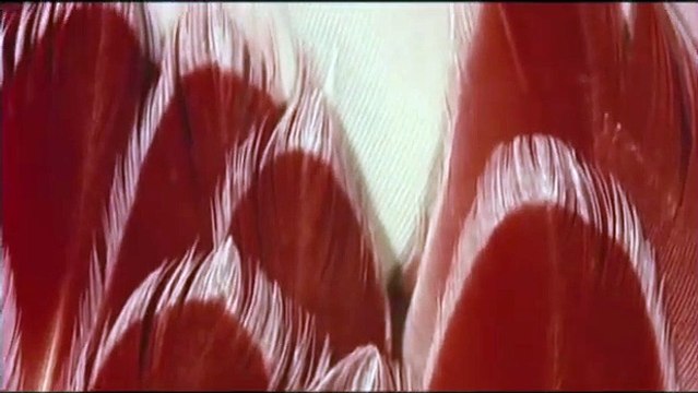 Les Ailes pourpres : Le Mystère des flamants Bande-annonce (IT)