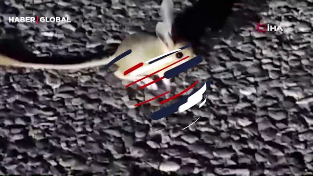 Kırmızı listesinde yer alıyor ve görüntülenmesi oldukça zor... Tunceli’de cep telefonu kamerasına yansıdı!