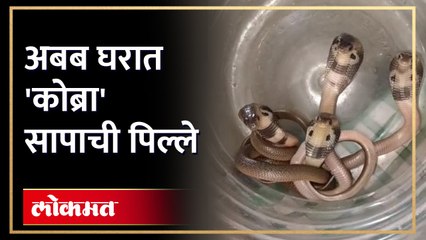 नाशिकच्या डीजीपी नगर परिसरामध्ये घरात कोब्रा सापाची पिल्ले सापडल्याने एकच खळबळ