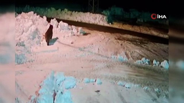 Kimsenin aklına gelmez! Ayı saldırılarına karşı müthiş çözüm