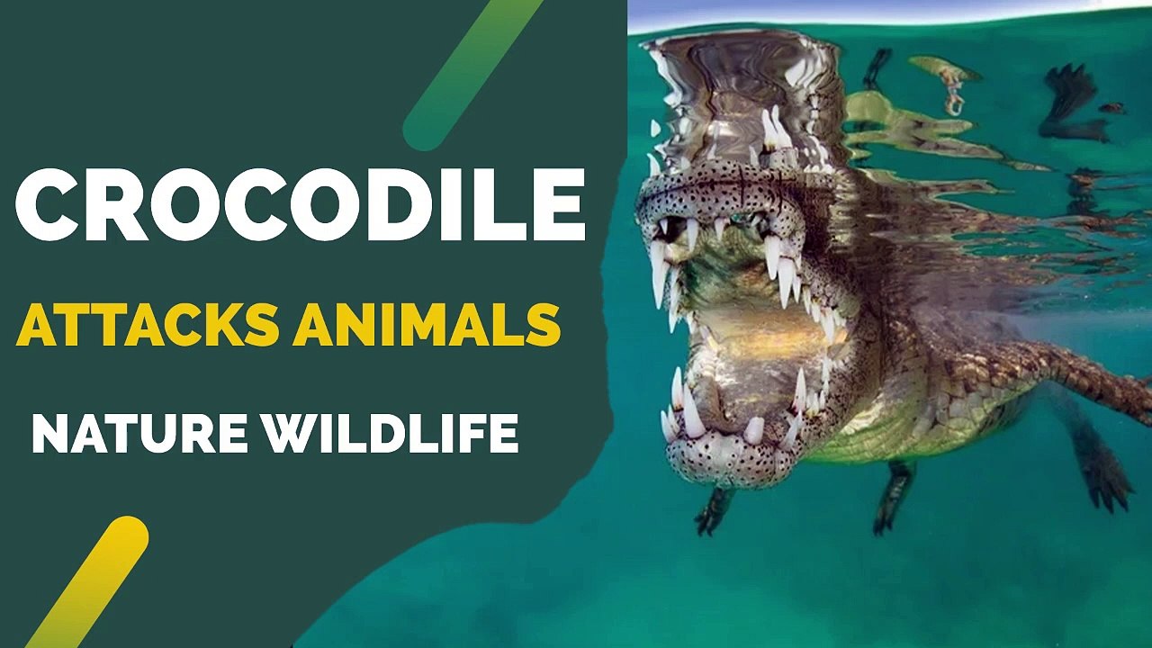 Crocodile Attacks Animals Compilation
