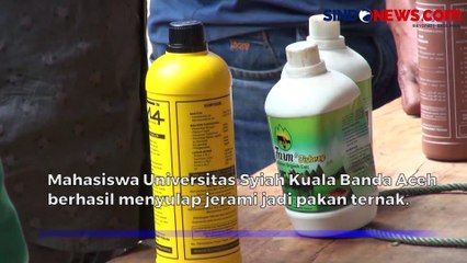 Kreatif! Mahasiswa di Banda Aceh Sulap Limbah Jerami jadi Pakan Ternak