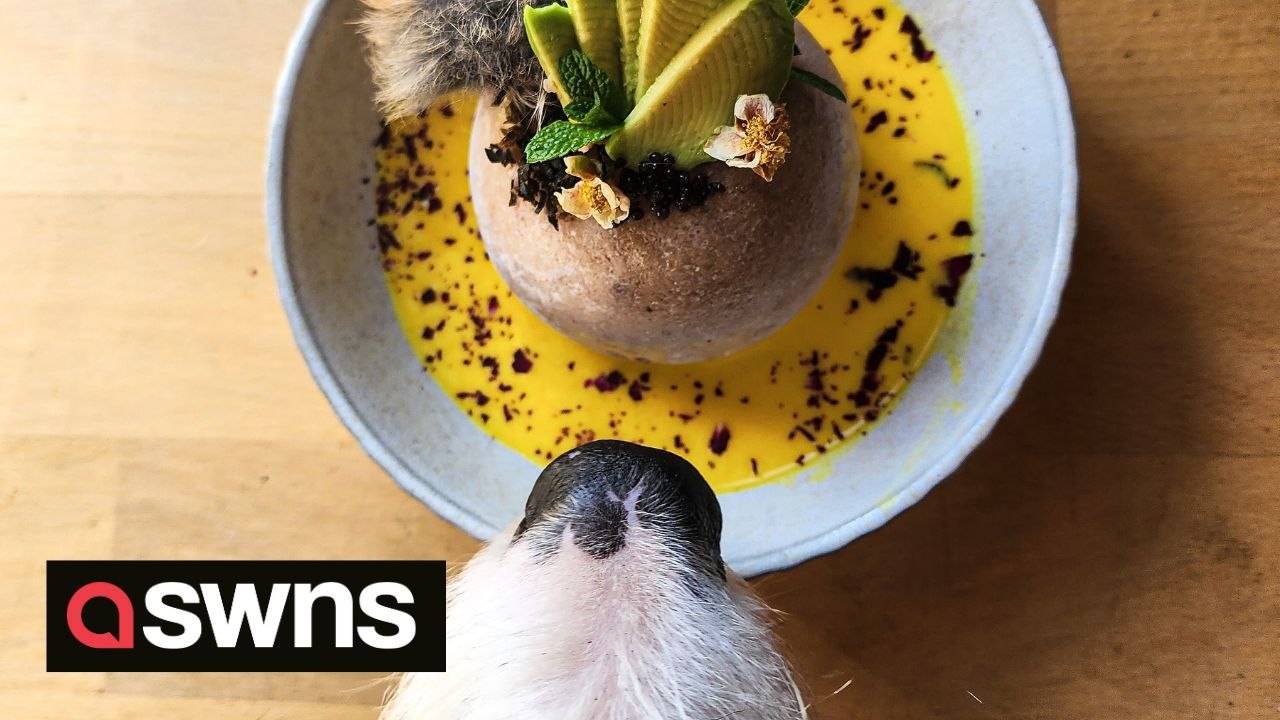 "I make my dog extravagant raw meals every day...