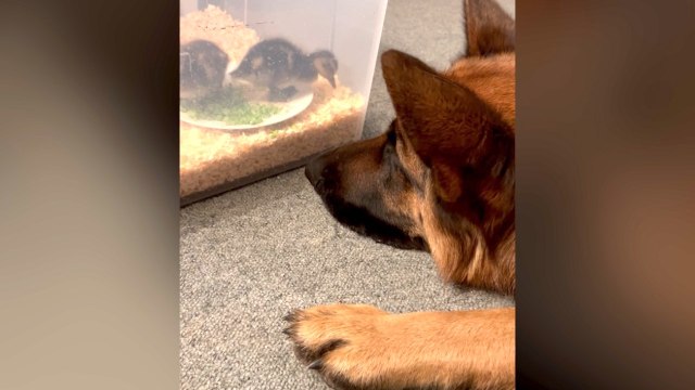 German Shepherd Become Surrogate Parent to Abandoned Ducklings