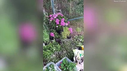 Exploding cucumber grown in Yorkshire garden