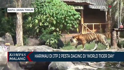 Peringatan World Tiger Day, Harimau di JTP Pesta Daging