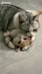 Funny video Dailymotion shorts #shorts #short