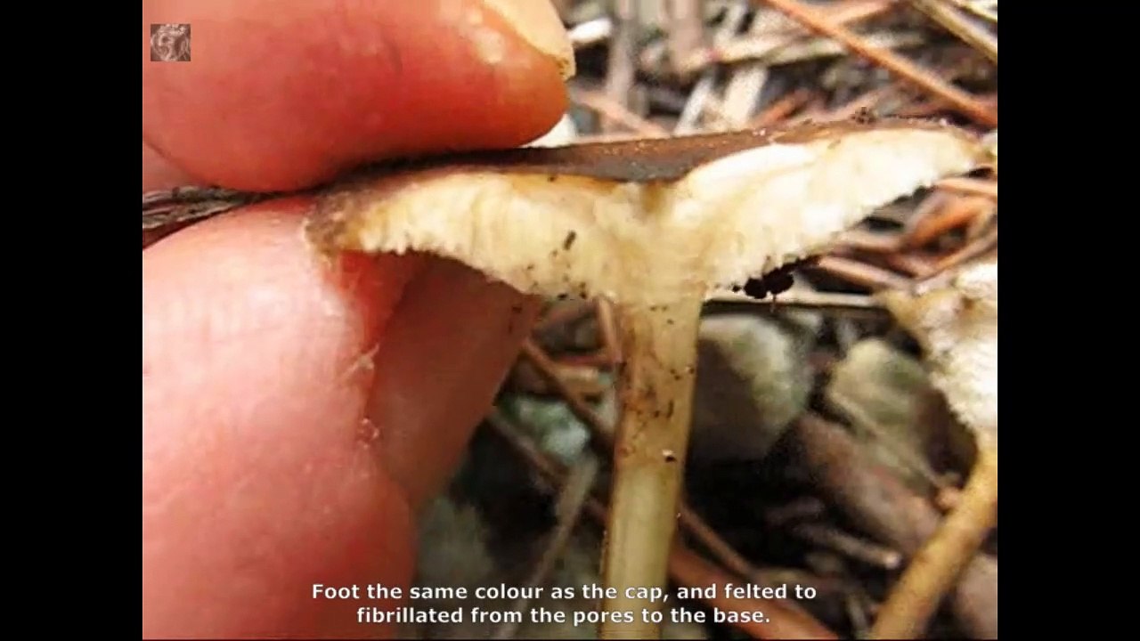 Polyporus arcularius. Champimaginatis. English Text