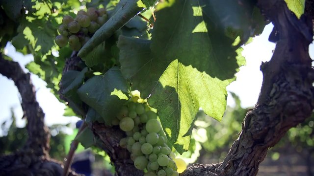 Raimat inicia la vendimia con buenas previsiones pese a la sequía