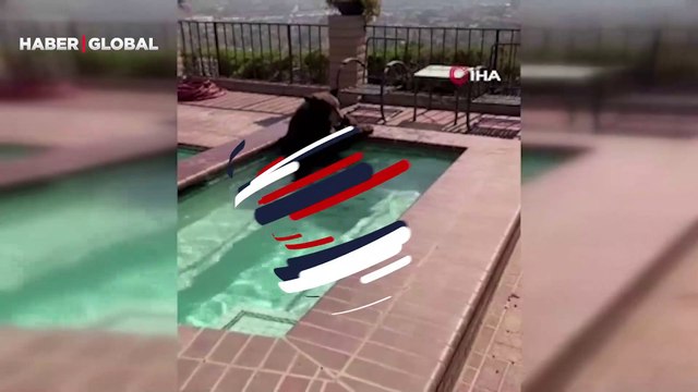 Aşırı sıcaklardan bunalan ayı evin jakuzine girip böyle serinledi