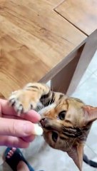 Cat Squeaks And Sits For Cheese