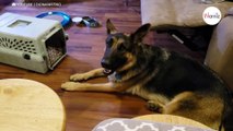 Something crawls out of the box: German Shepherd reacts completely unexpectedly