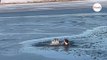 Man dives into frozen water to save dog: Crowd's reaction is incredible (video)