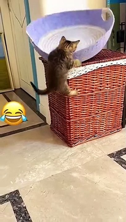 Find 'funny video cat '
