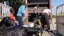 Adıyaman'daki depremzedelere 124 keçi dağıtıldı