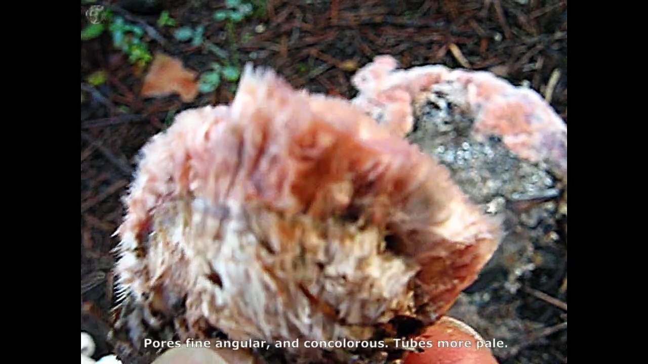 Postia ptychogaster. Champimaginatis. English Text