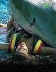 قرش الغردقة .. اسرار عملية التحنيط والمفاجأة اللى انكشفت