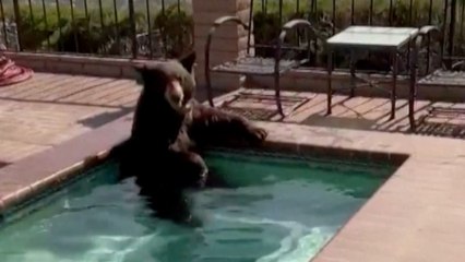 Bear Is Caught Frolicking in a California Hot Tub