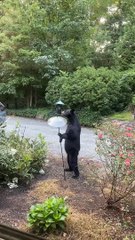 Ours debout mangeant de la mangeoire à oiseaux