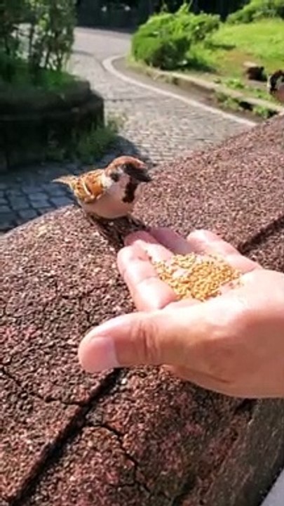 Un moineau partage sa nourriture